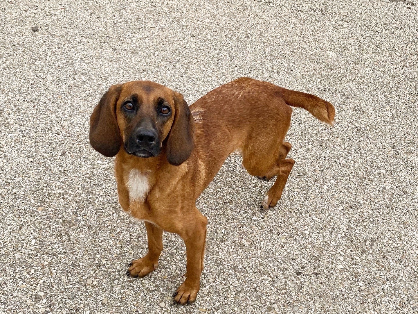 Adozione cane, femmina, Segugio Razza sconosciuta, 2 anni e 8 mesi, taglia media contenuta, Potenza