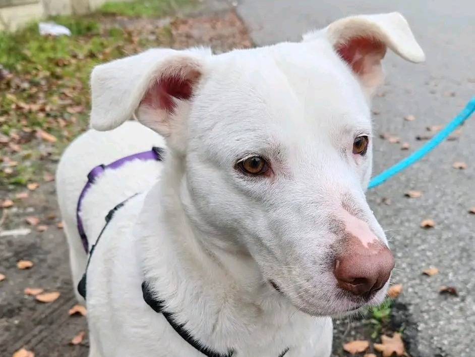 Adozione cane, femmina, Razza sconosciuta Razza sconosciuta, 5 anni e 4 mesi, taglia media, Cremona