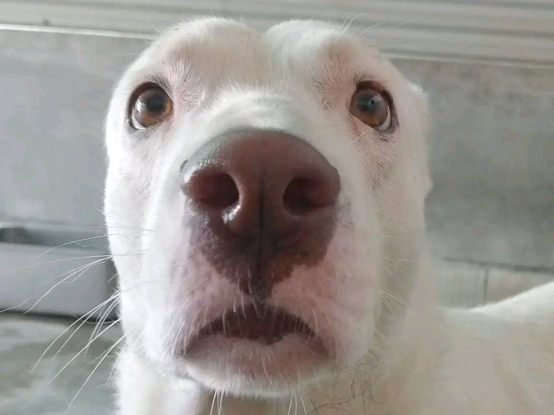 Adotta un cane, femmina, 5 anni e 4 mesi, Cremona