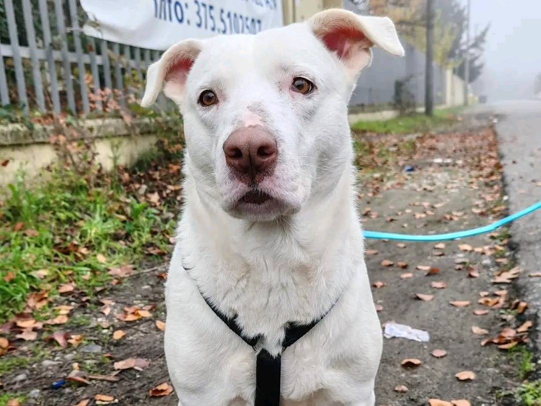 Adotta un cane, taglia media, femmina, Cremona