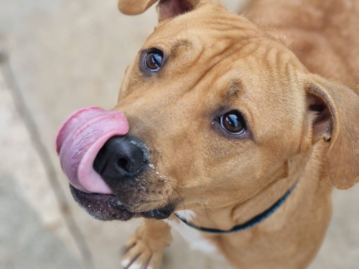 Adotta un cane, maschio, 9 mesi, Taranto