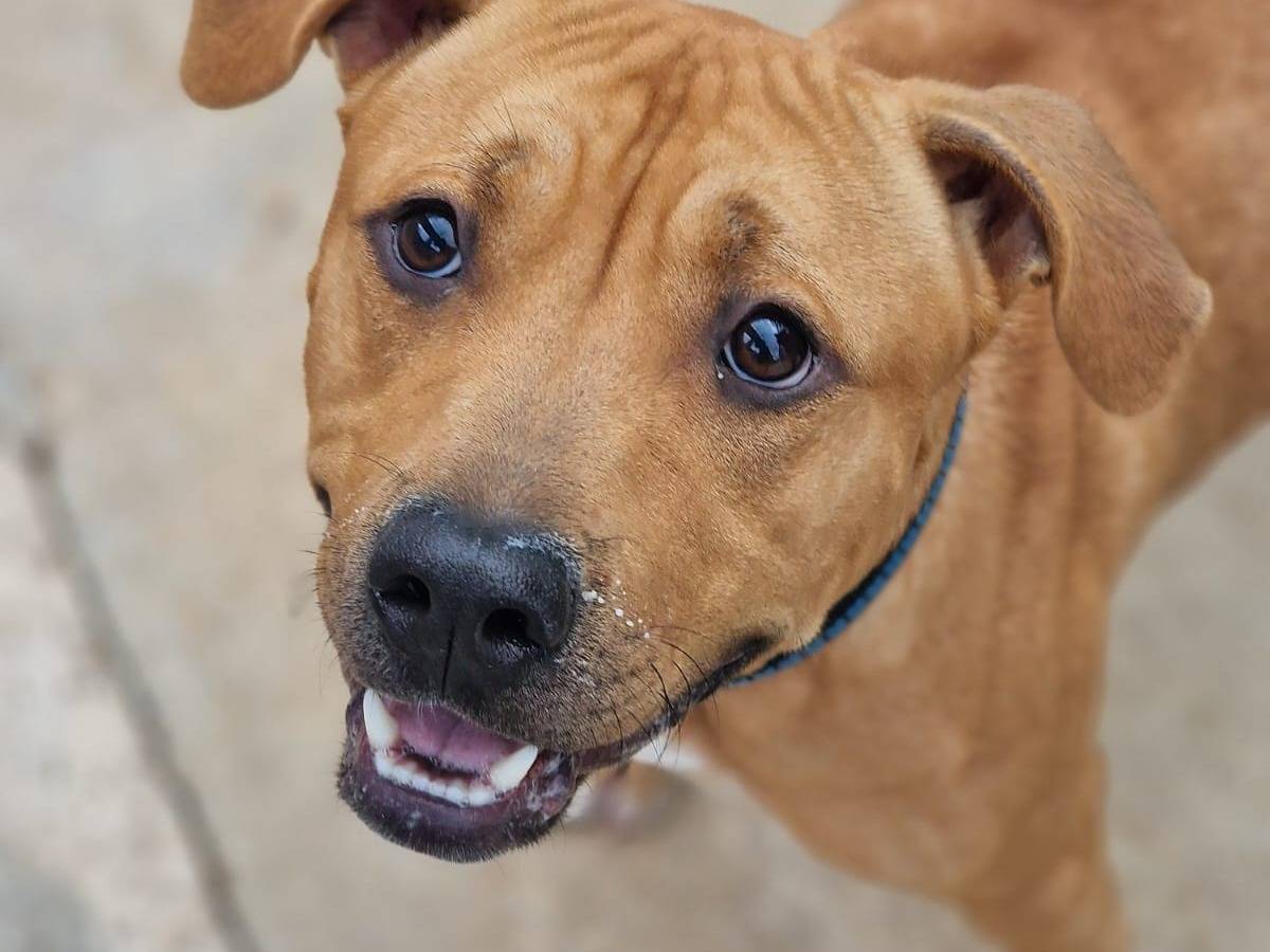 Adotta un cane, taglia media, maschio, Taranto