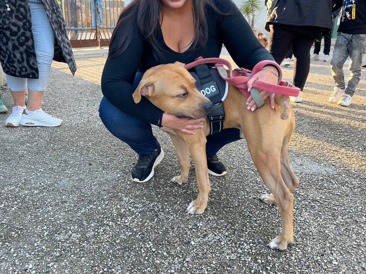 Vuoi adottare un cane a Taranto?