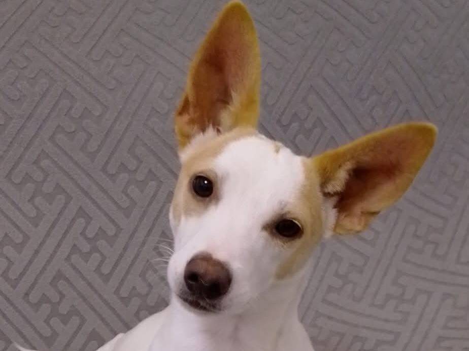 Adotta un cane, femmina, 5 mesi, Chieti