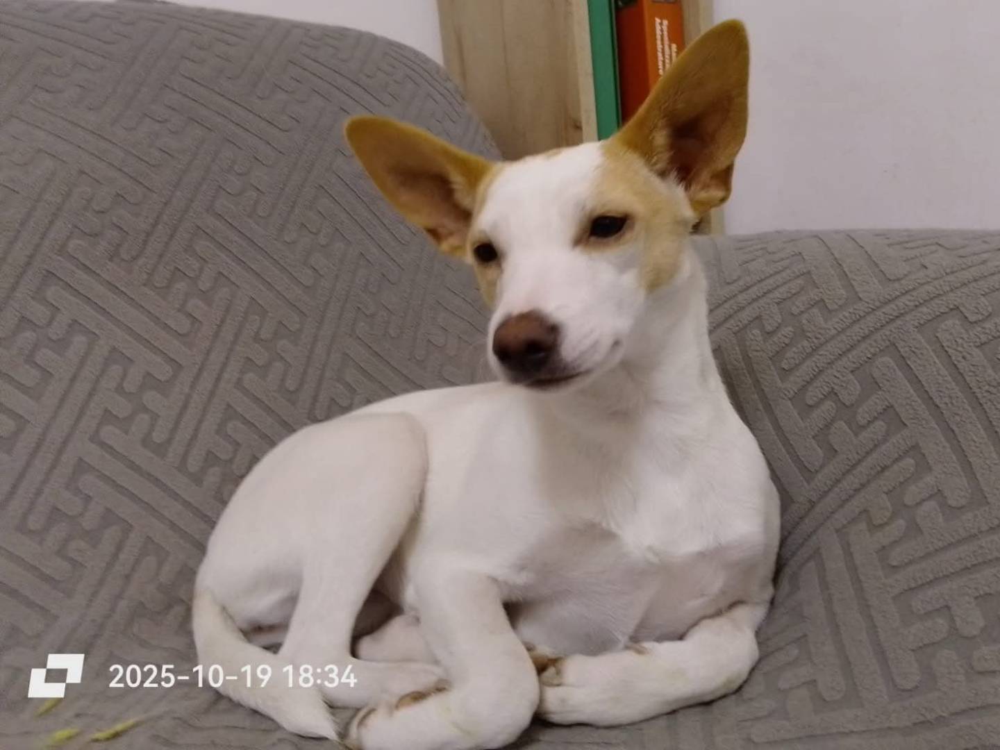 Adotta un cane, taglia piccola, femmina, Chieti