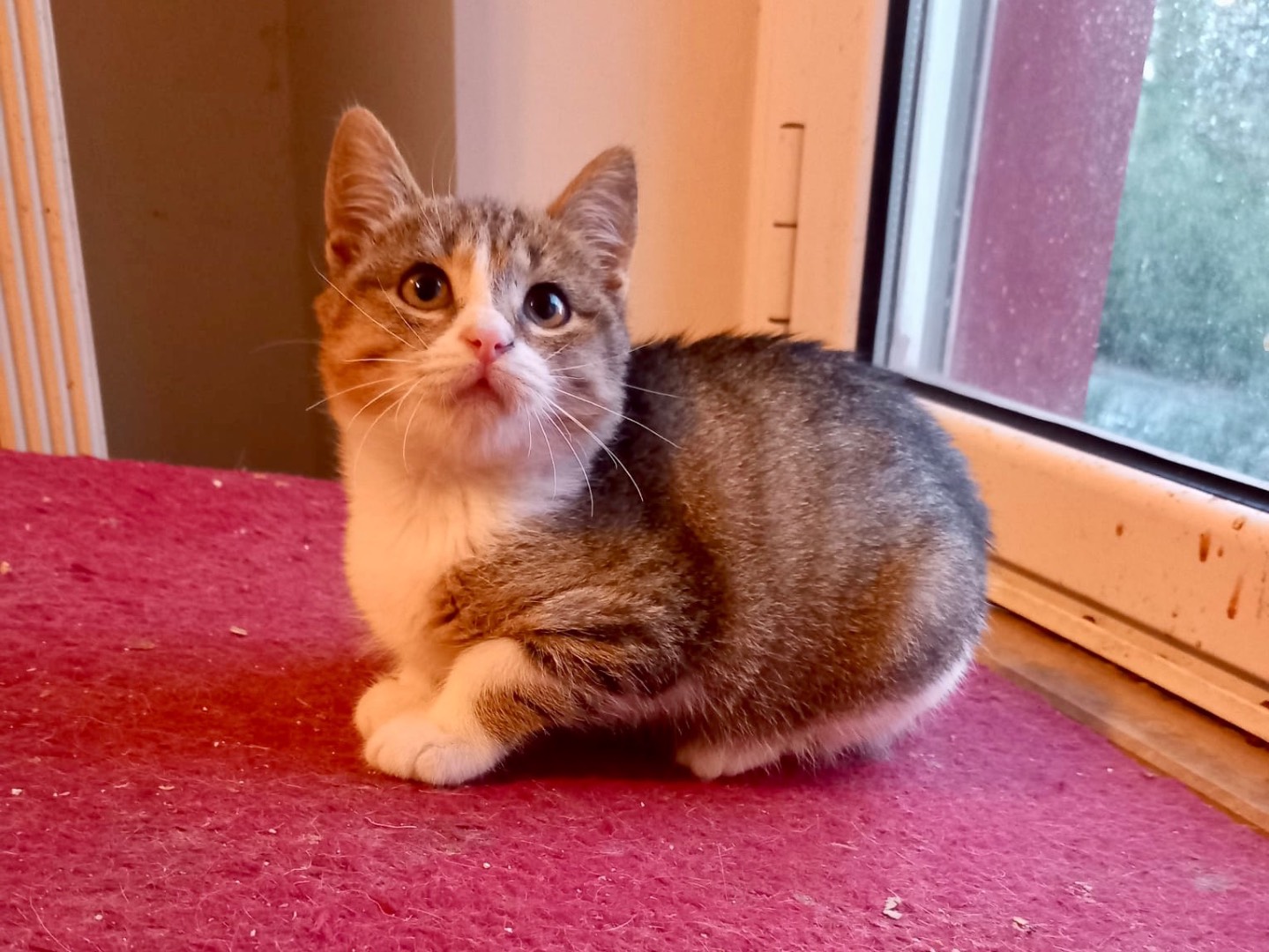 Adozione gatto, femmina, Razza sconosciuta Razza sconosciuta, 3 mesi, taglia non valida, Latina