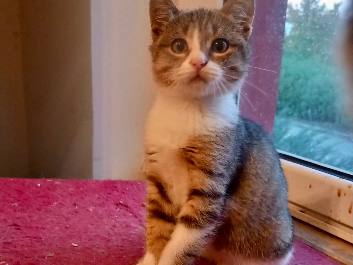 Adotta un gatto, femmina, 3 mesi, Latina