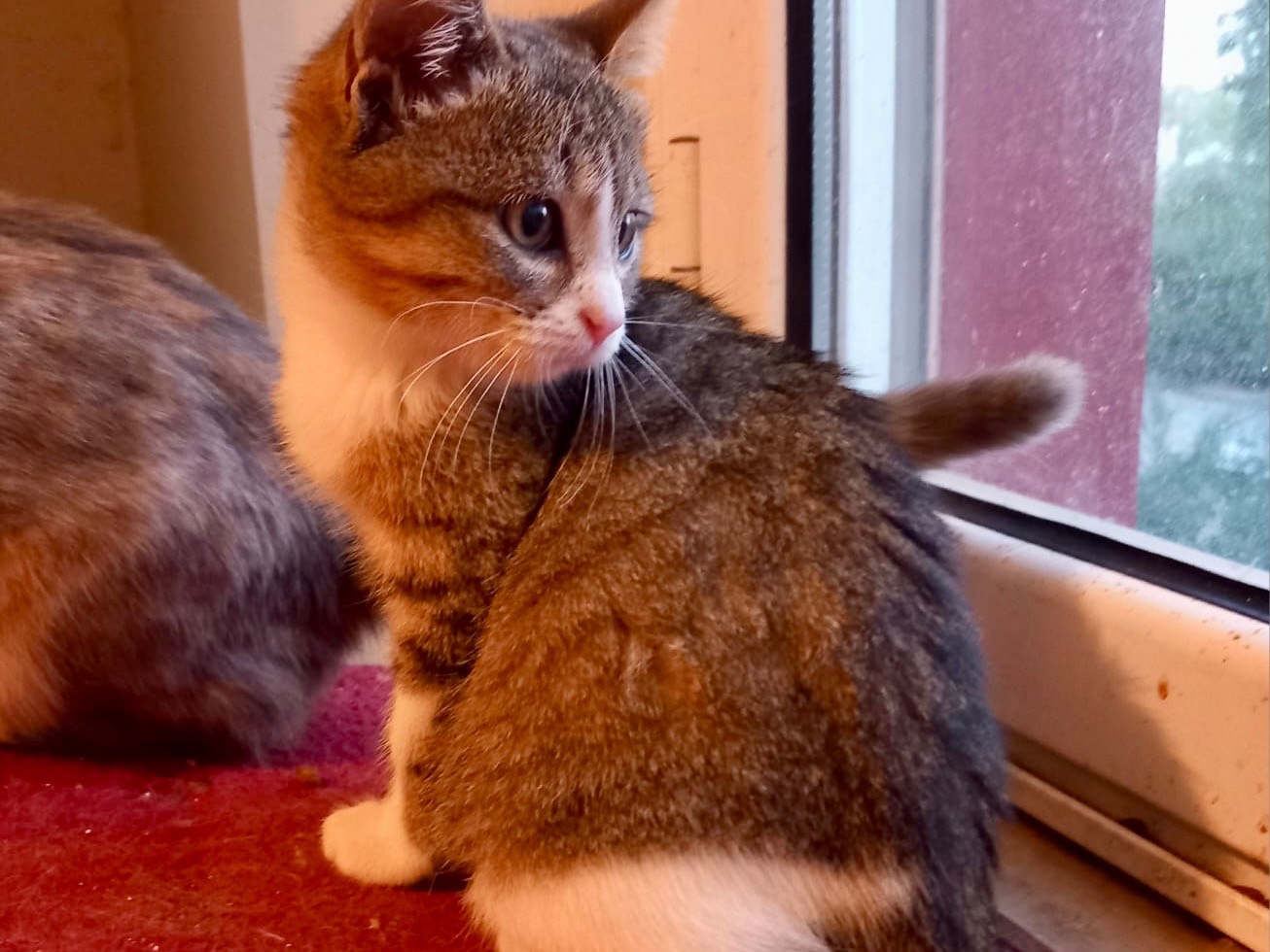 Adotta un gatto, taglia non valida, femmina, Latina