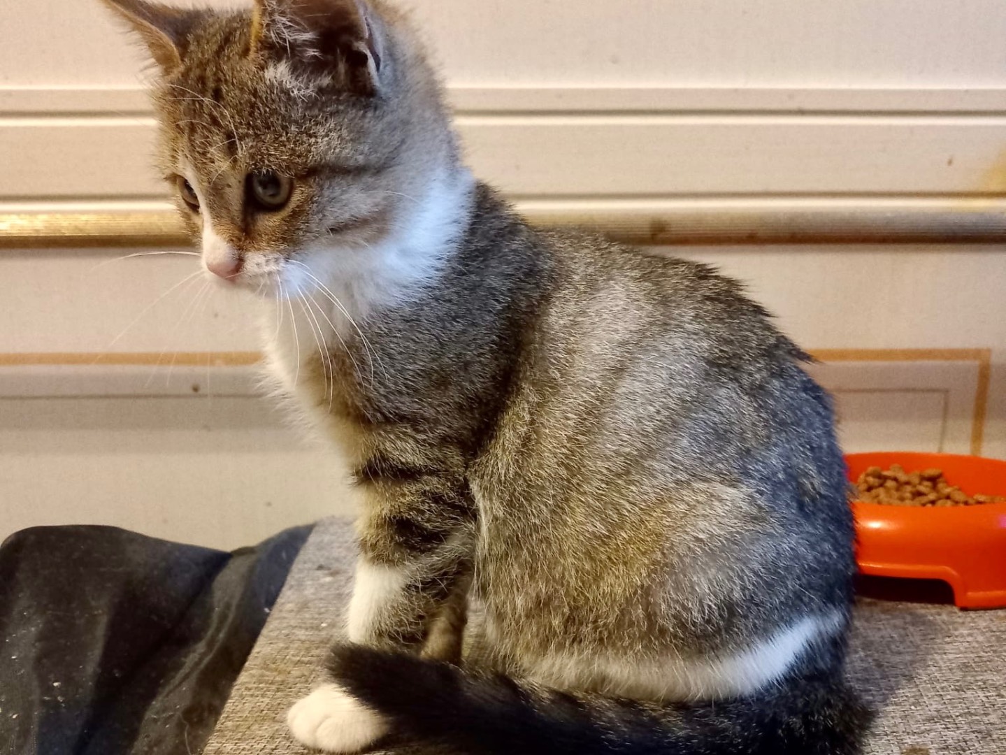 Vuoi adottare un gatto a Latina?