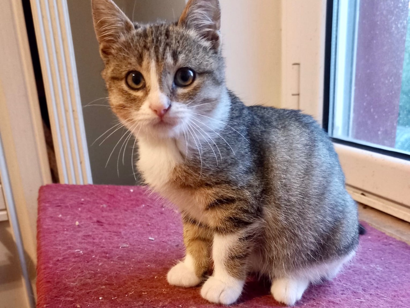 Adotta il gatto Micya a Latina