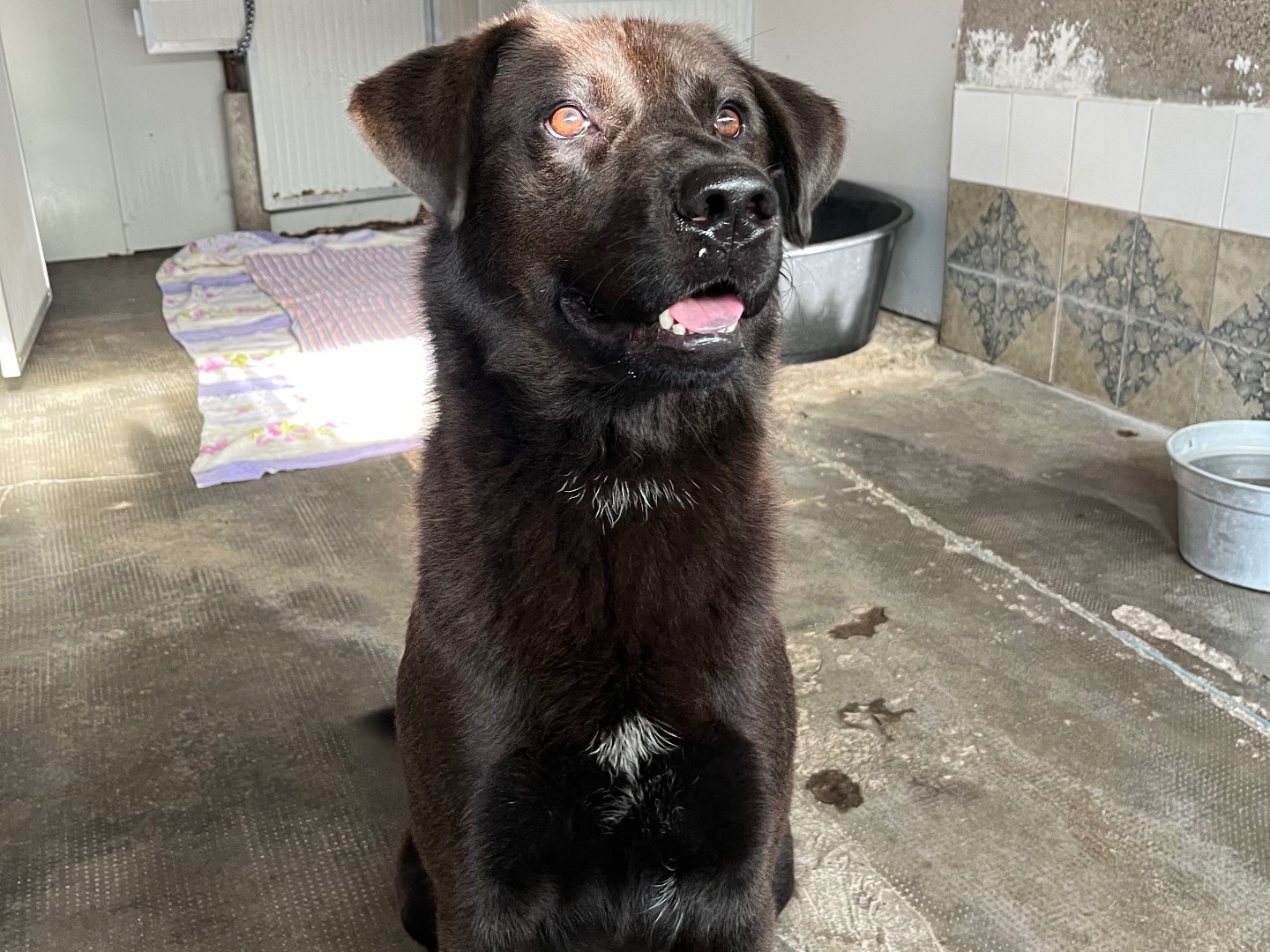 Vuoi adottare un cane a Milano?