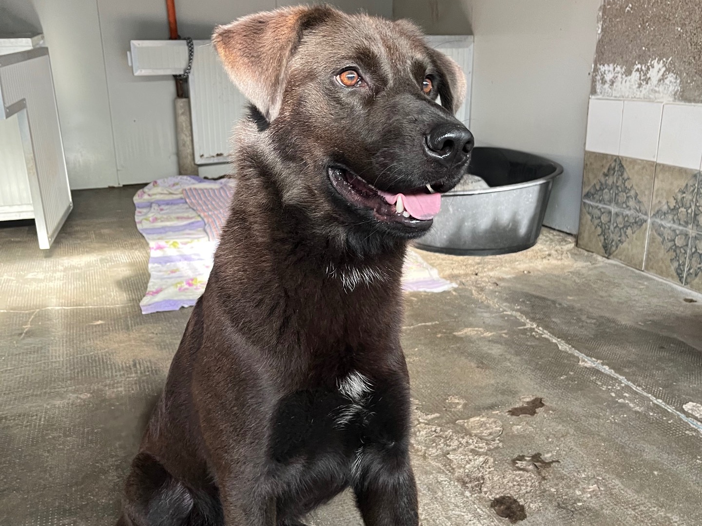 Adotta il cane Ross a Milano