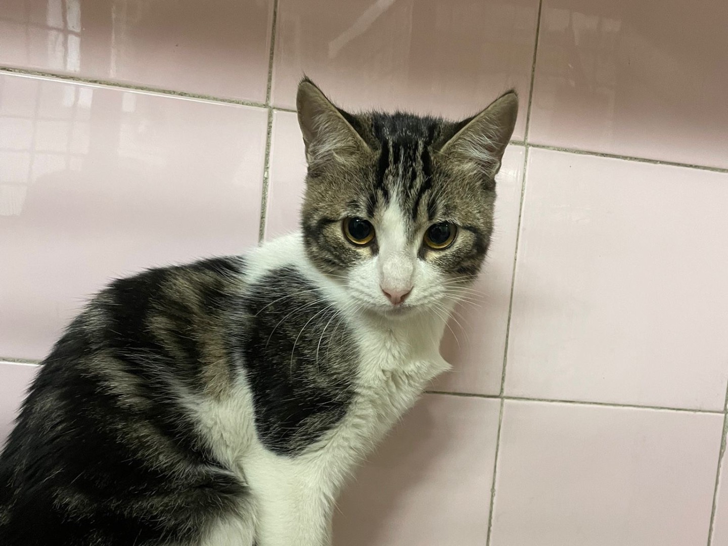 Adozione gatto, femmina, Razza sconosciuta Razza sconosciuta, 4 mesi, taglia non valida, Milano