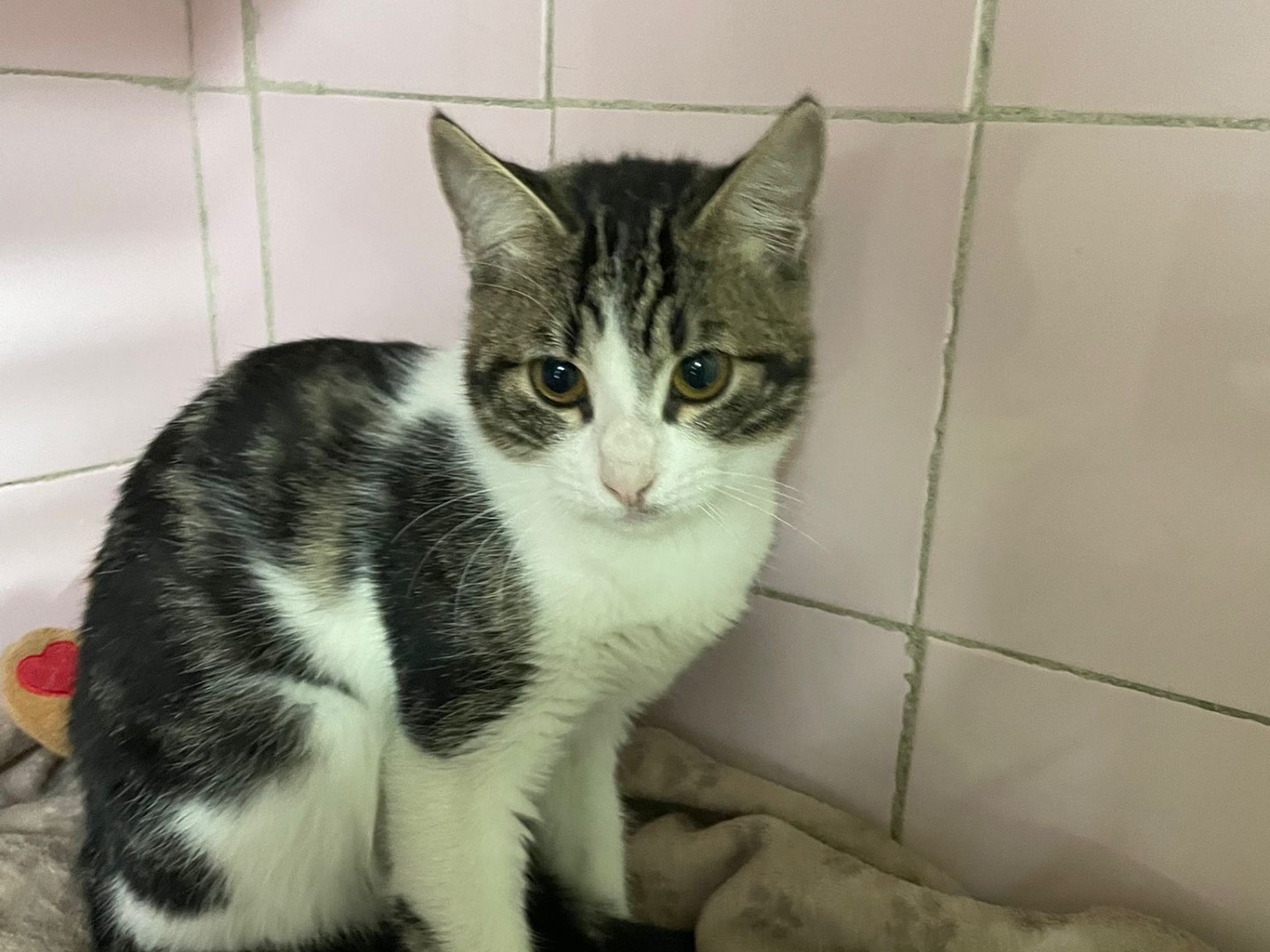 Adotta un gatto, femmina, 4 mesi, Milano