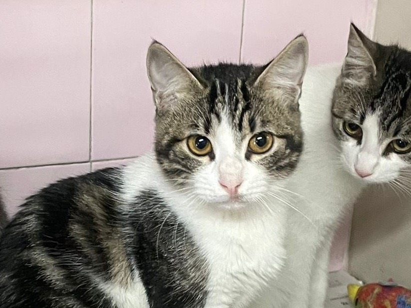 Adotta un gatto, taglia non valida, femmina, Milano