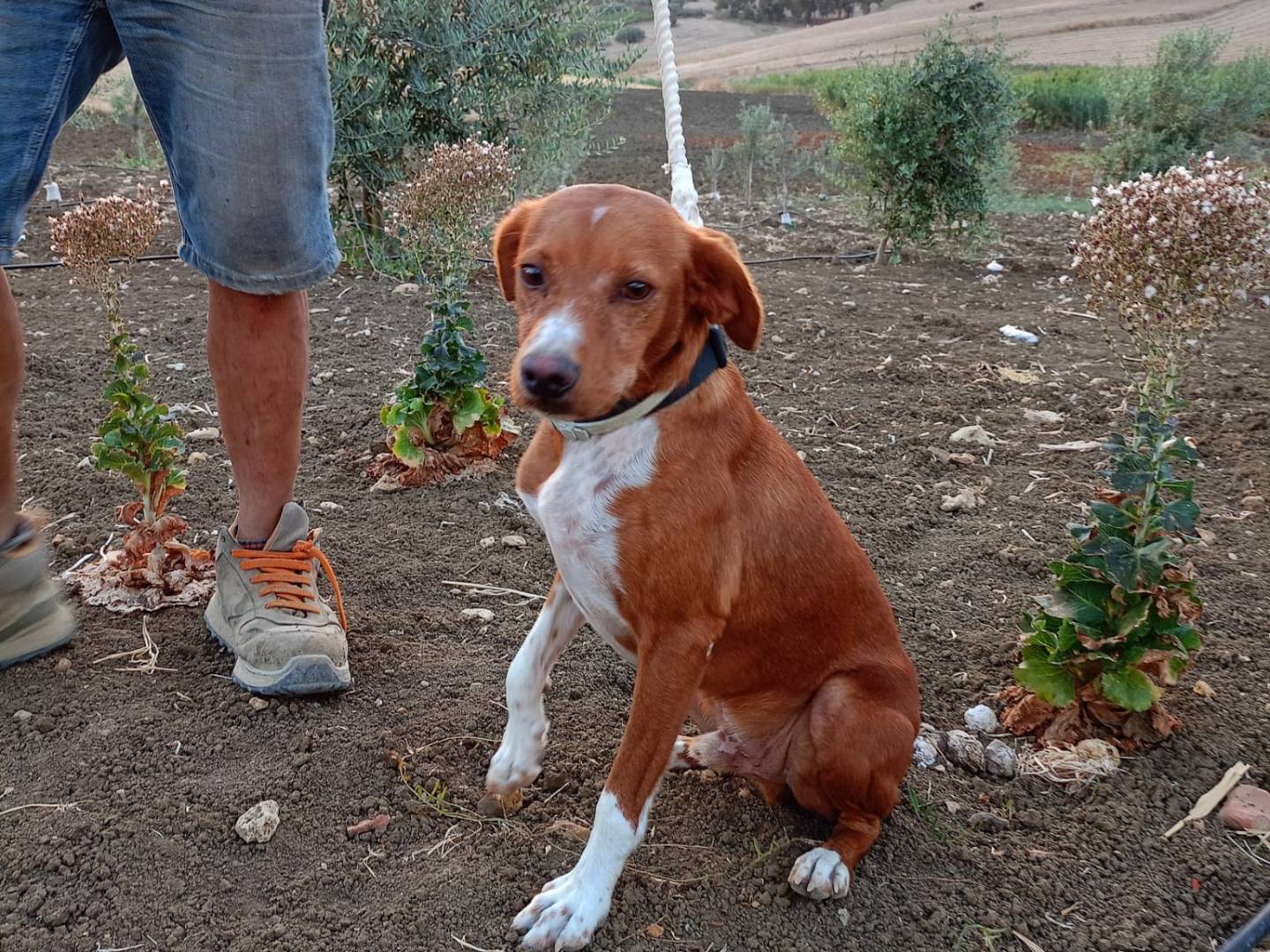 Adozione cane, maschio, Razza sconosciuta Razza sconosciuta, 2 anni e 5 mesi, taglia media contenuta, Agrigento