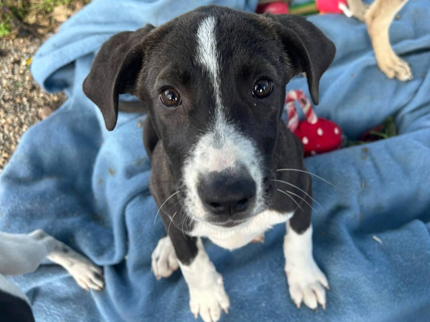 Adozione cane, maschio, Razza sconosciuta Razza sconosciuta, 3 mesi, taglia media, Matera