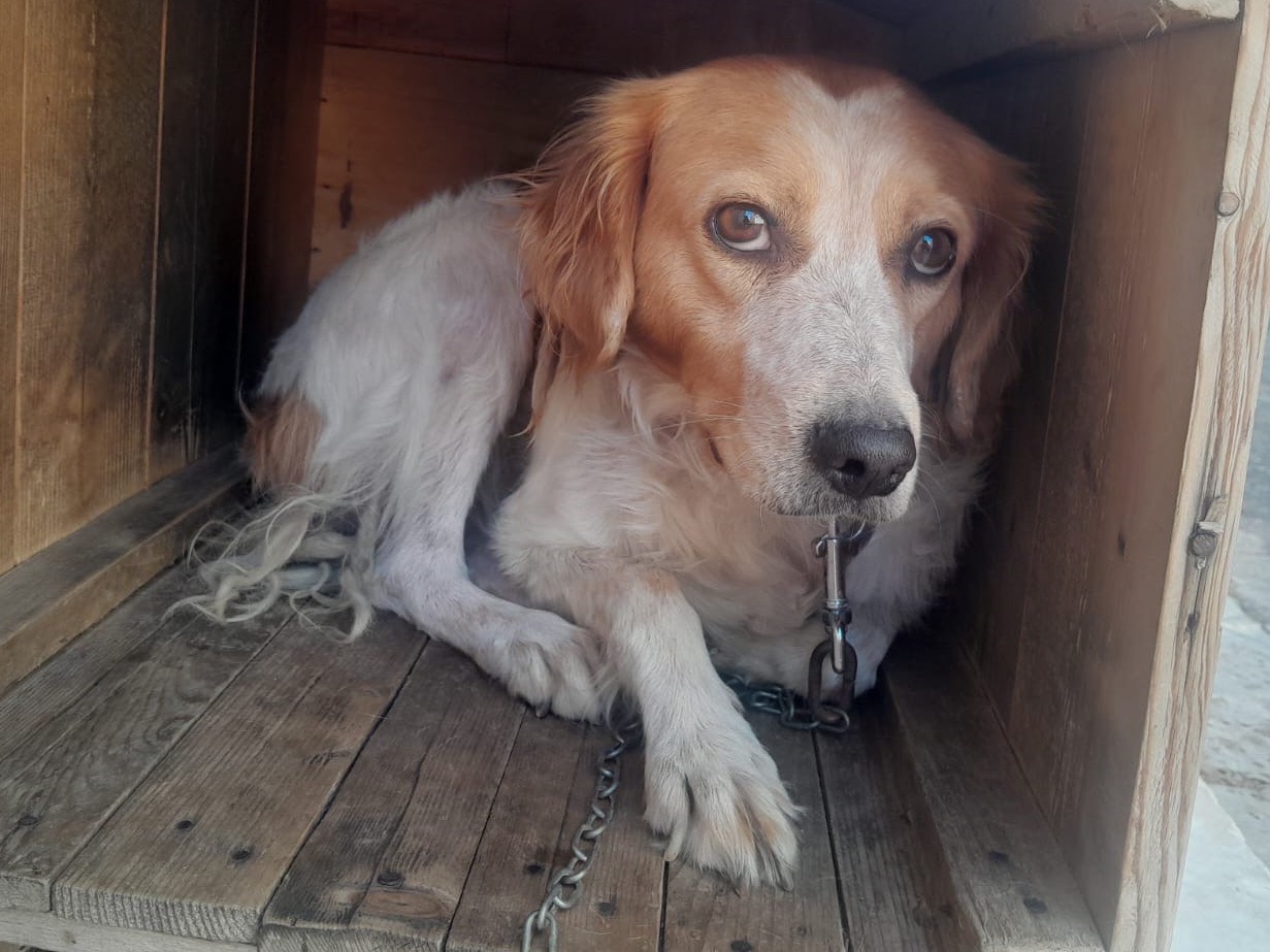 Vuoi adottare un cane a Foggia?