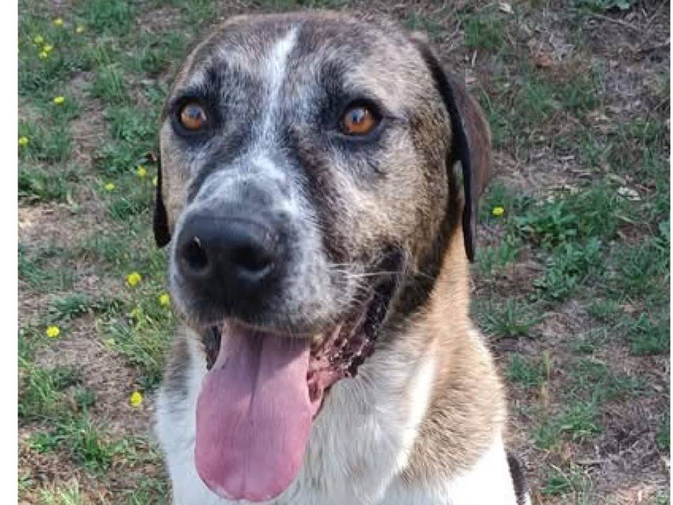 Adozione cane, maschio, Razza sconosciuta Razza sconosciuta, 8 anni e 4 mesi, taglia media, Viterbo