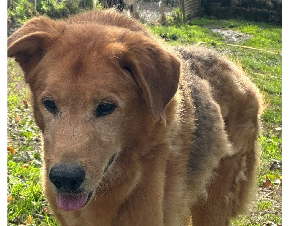 Adozione cane, maschio, Razza sconosciuta Razza sconosciuta, 10 anni e 4 mesi, taglia media, Viterbo