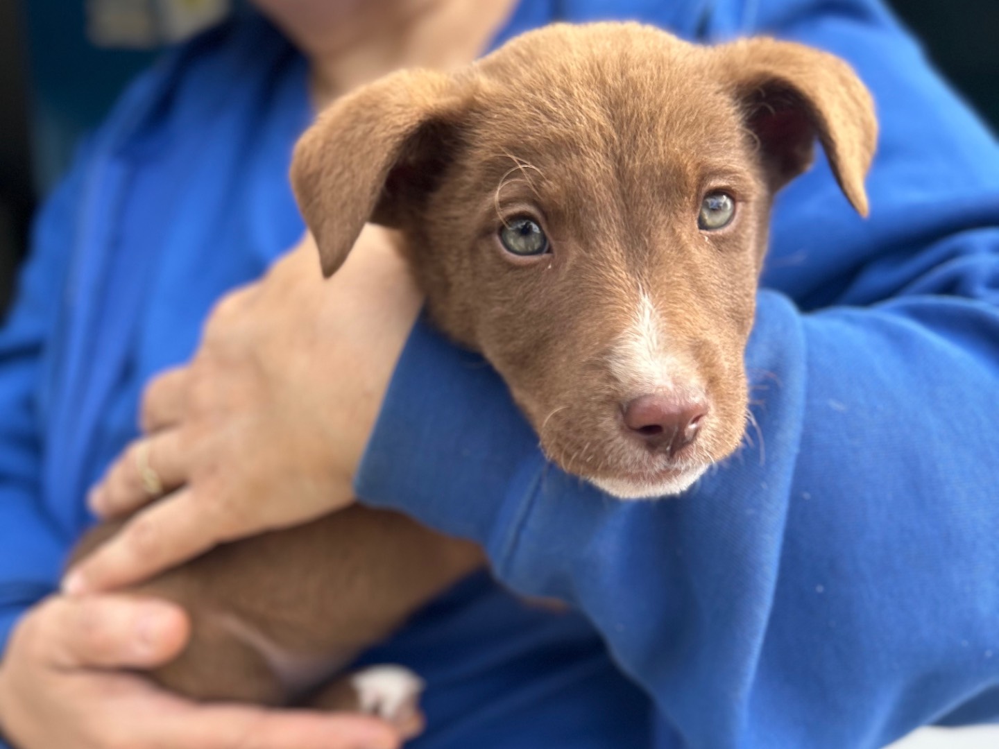 Adozione cane, femmina, Razza sconosciuta Razza sconosciuta, 2 mesi, taglia media contenuta, Foggia
