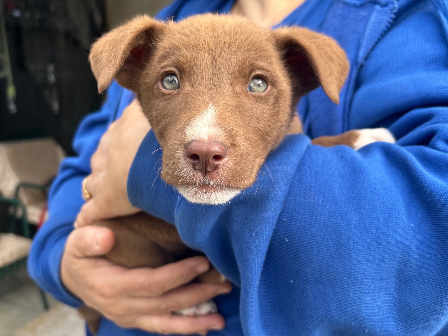 Adotta un cane, femmina, 2 mesi, Foggia