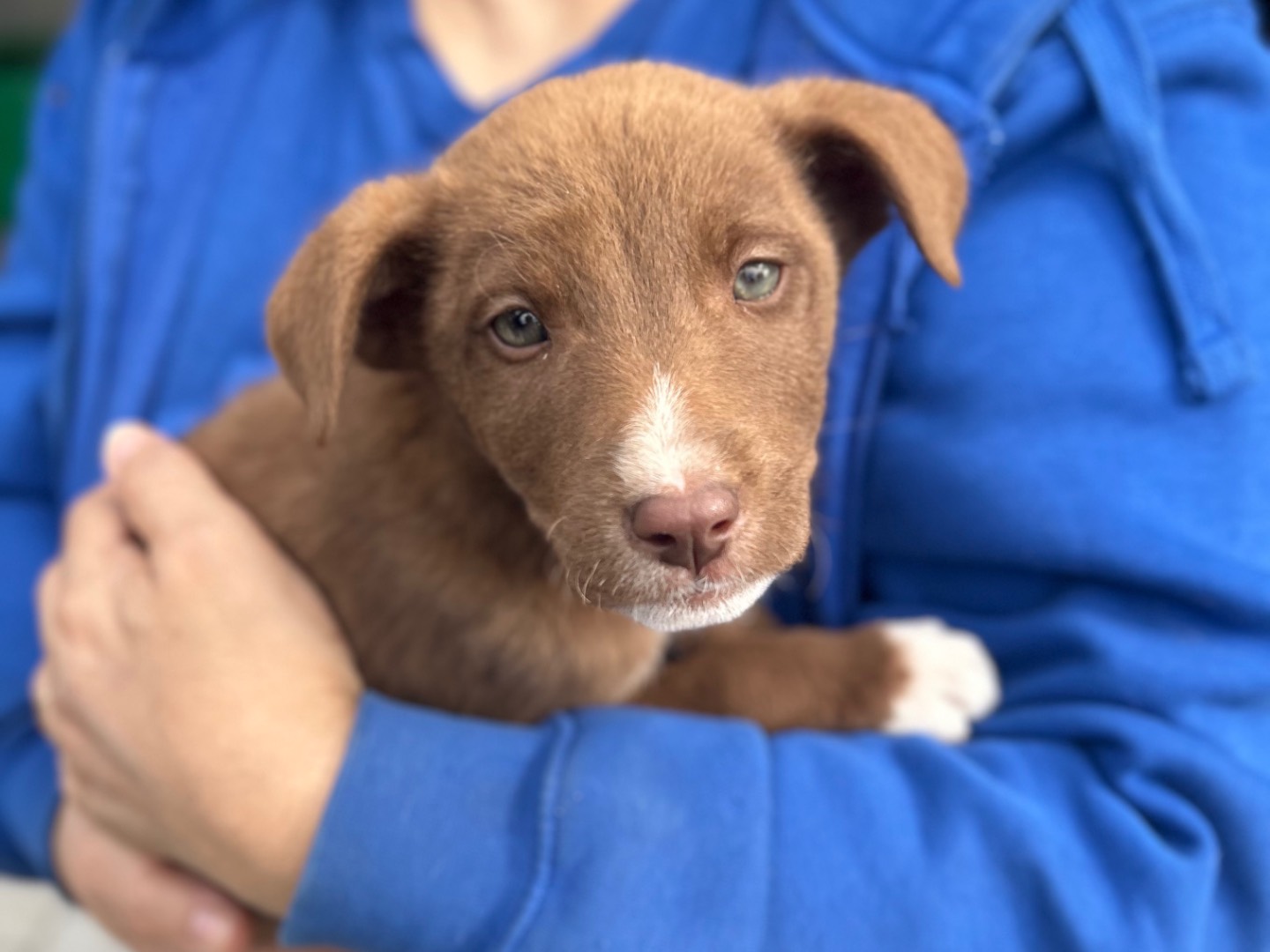 Adotta un cane, taglia media contenuta, femmina, Foggia