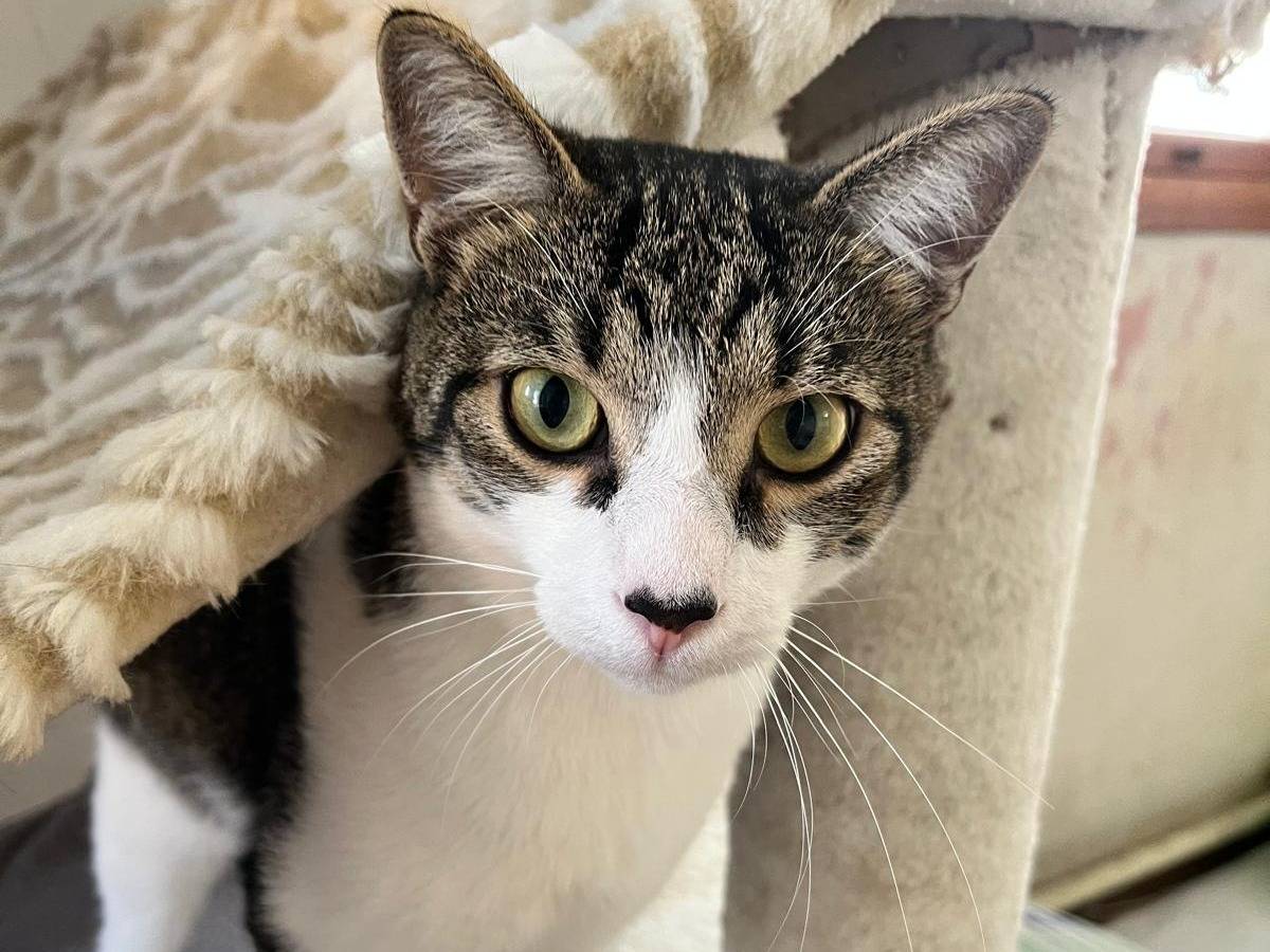 Adozione gatto, maschio, Razza sconosciuta Razza sconosciuta, 11 mesi, taglia non valida, Padova