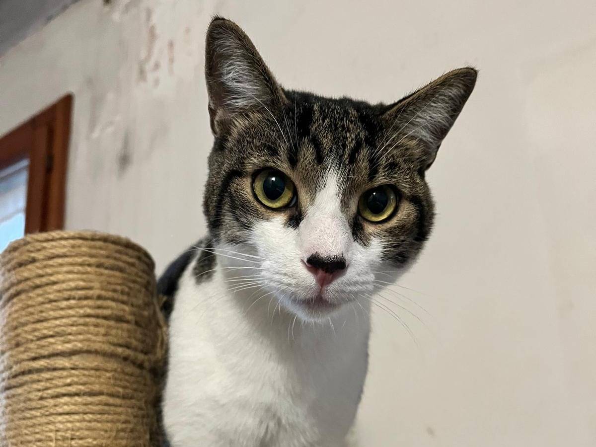 Adotta un gatto, maschio, 11 mesi, Padova