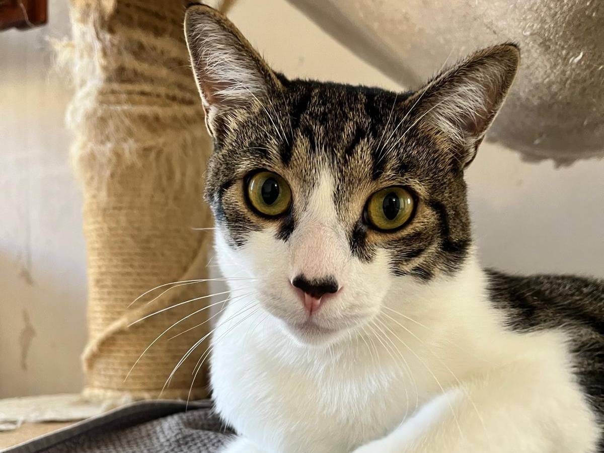 Adotta un gatto, taglia non valida, maschio, Padova