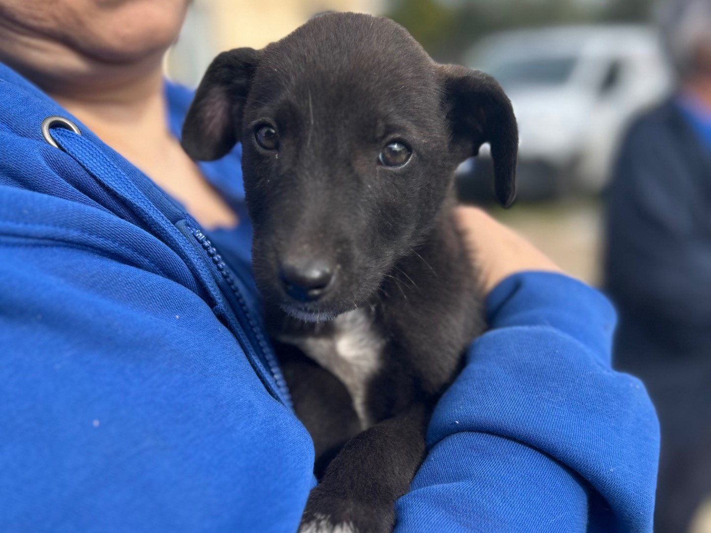 Adozione cane, maschio, Razza sconosciuta Razza sconosciuta, 2 mesi, taglia media contenuta, Foggia