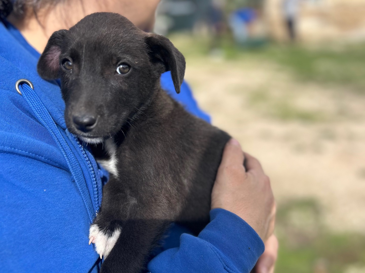 Adotta un cane, taglia media contenuta, maschio, Foggia
