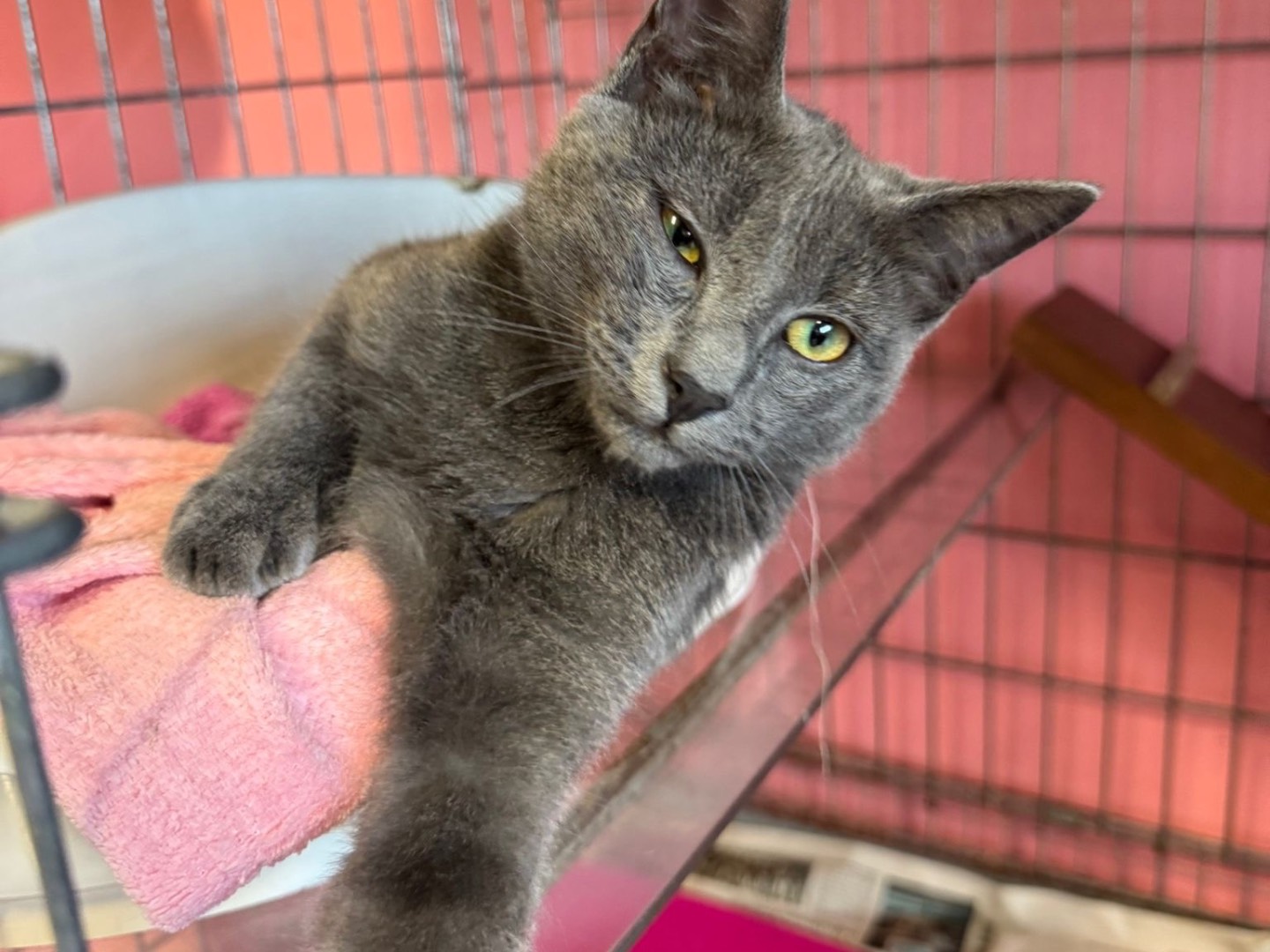 Adozione gatto, maschio, Razza sconosciuta Razza sconosciuta, 8 mesi, taglia non valida, Brescia