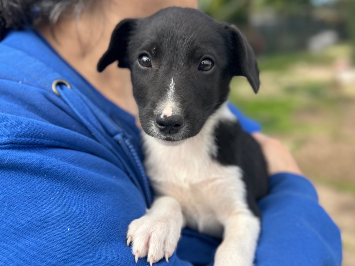 Adozione cane, maschio, Razza sconosciuta Razza sconosciuta, 2 mesi, taglia media contenuta, Foggia