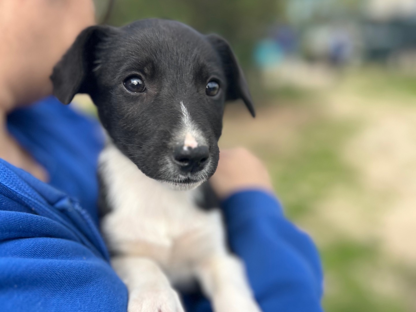 Adotta un cane, maschio, 2 mesi, Foggia