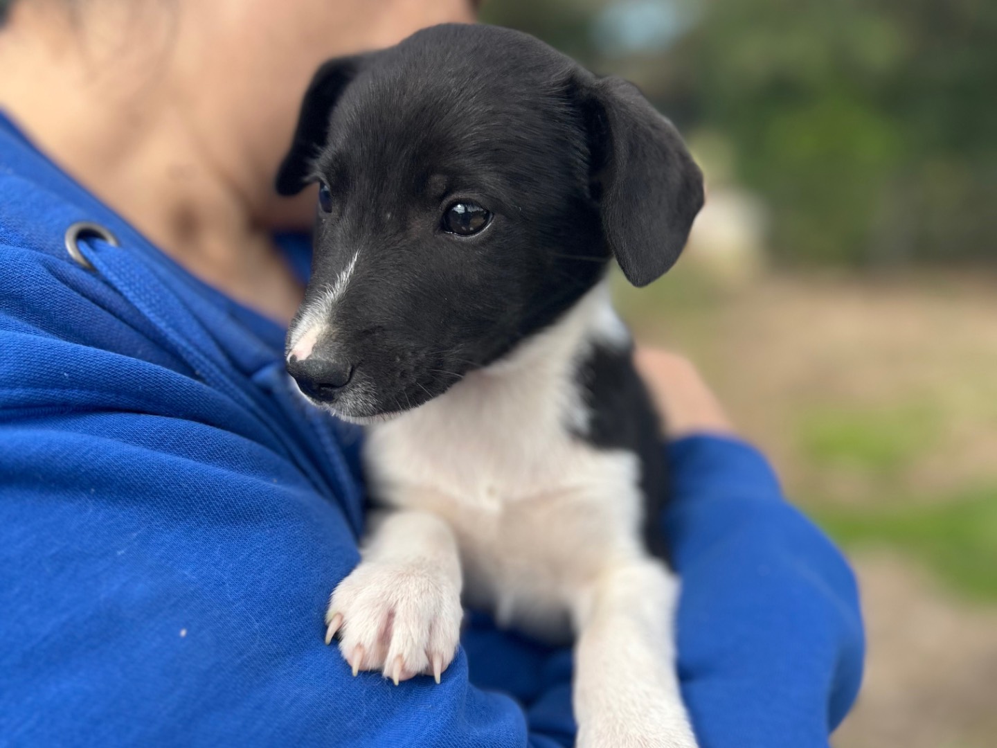 Adotta un cane, taglia media contenuta, maschio, Foggia