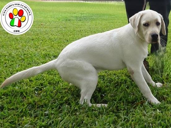 Adozione cane, maschio, Labrador Retriever Razza sconosciuta, 8 mesi, taglia media, Milano