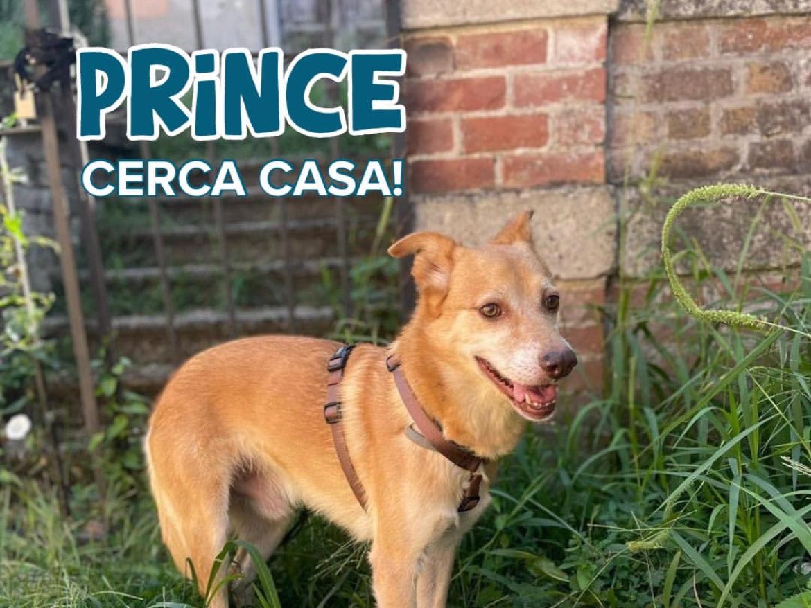 Adozione cane, maschio, Razza sconosciuta Razza sconosciuta, 10 anni e 4 mesi, taglia media, Milano