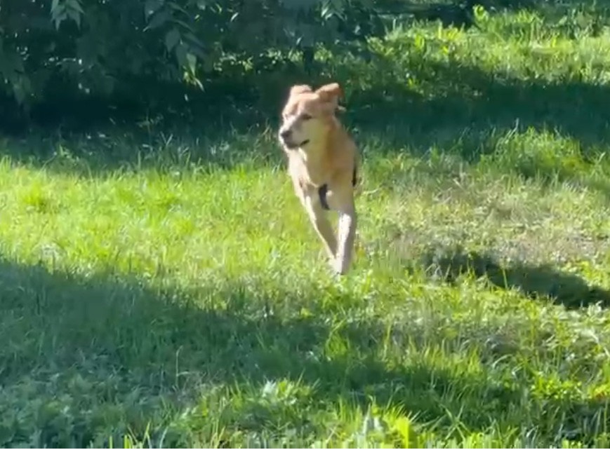 Adotta un cane, maschio, 10 anni e 4 mesi, Milano