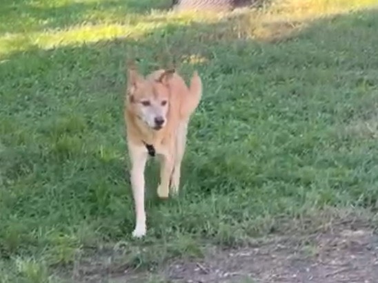 Adotta un cane, taglia media, maschio, Milano