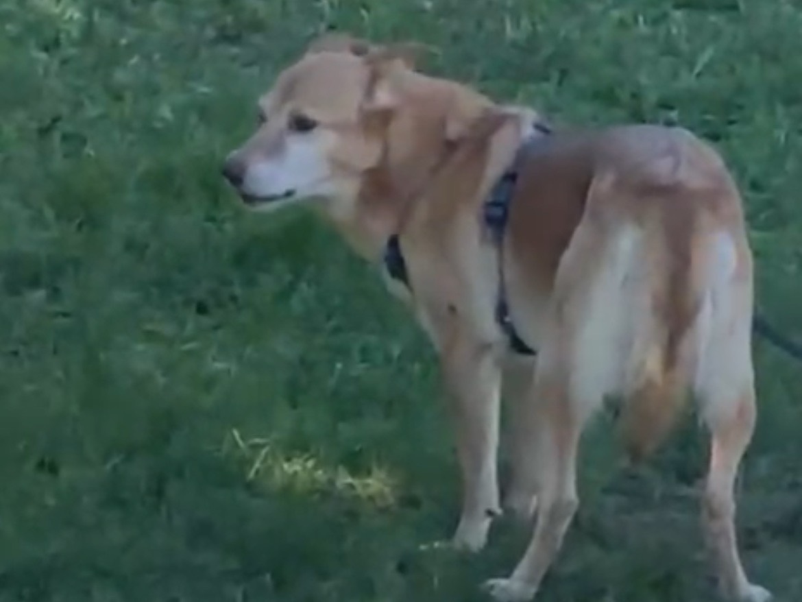 Vuoi adottare un cane a Milano?