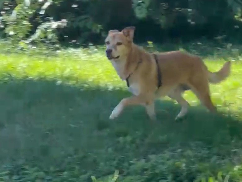 Adotta il cane Prince a Milano