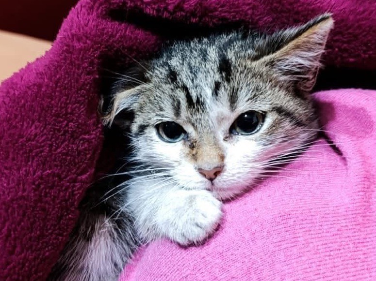 Adozione gatto, femmina, Razza sconosciuta Razza sconosciuta, 2 mesi, taglia non valida, Milano