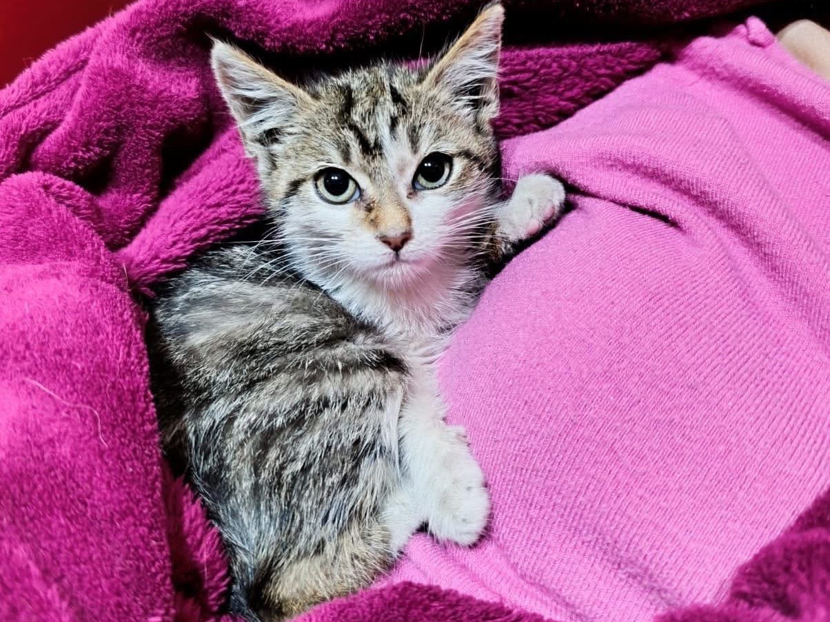 Adotta un gatto, femmina, 2 mesi, Milano