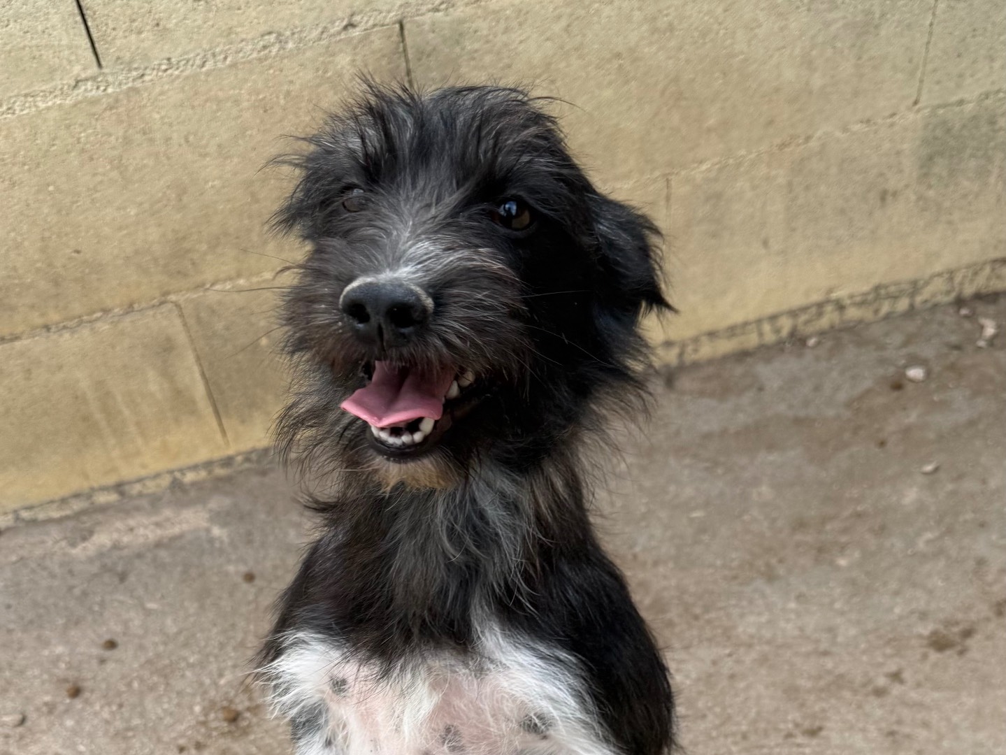 Adozione cane, femmina, Razza sconosciuta Razza sconosciuta, 2 anni e 3 mesi, taglia piccola, Matera