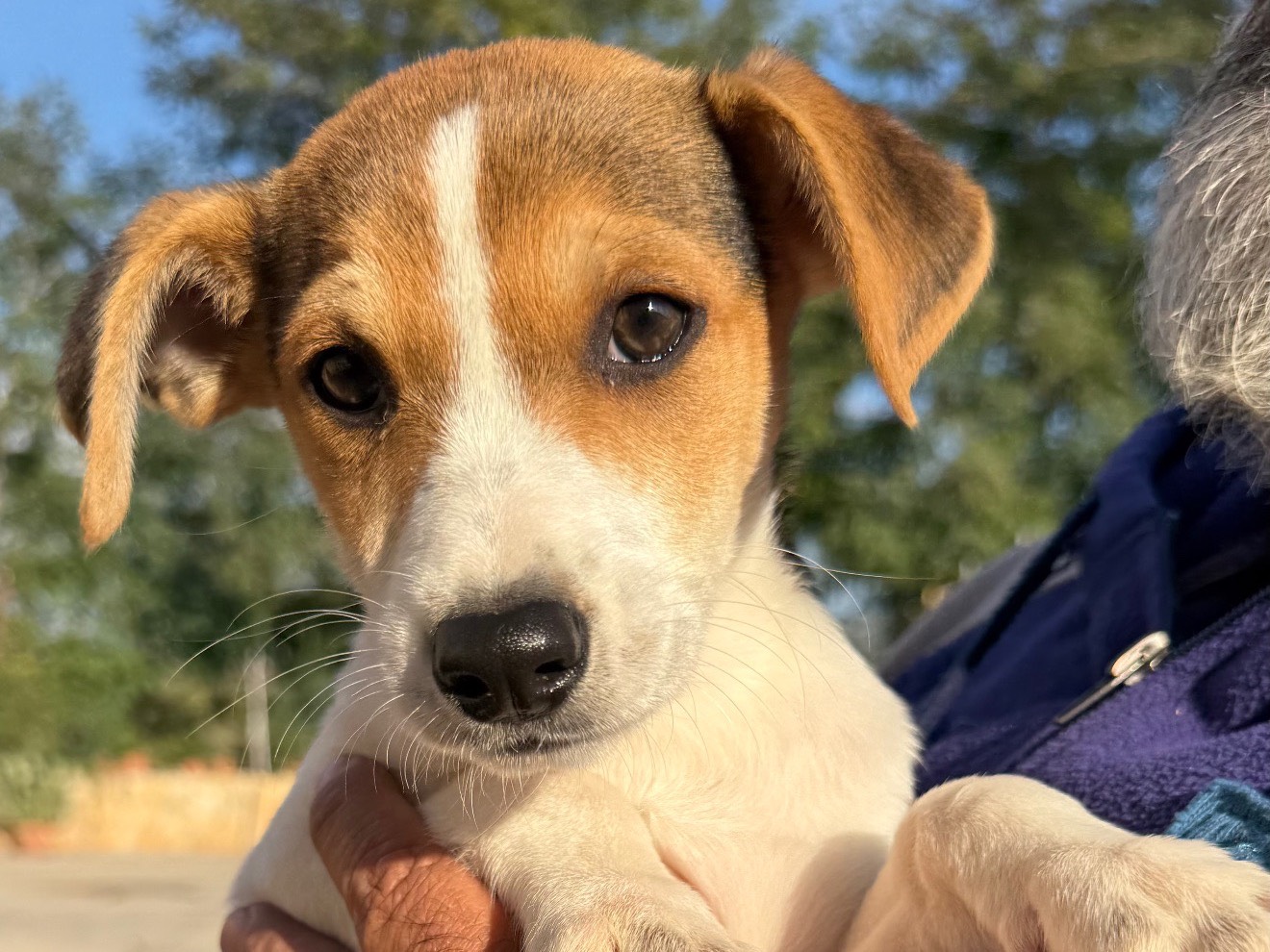 Adozione cane, femmina, Razza sconosciuta Razza sconosciuta, 3 mesi, taglia media contenuta, Matera