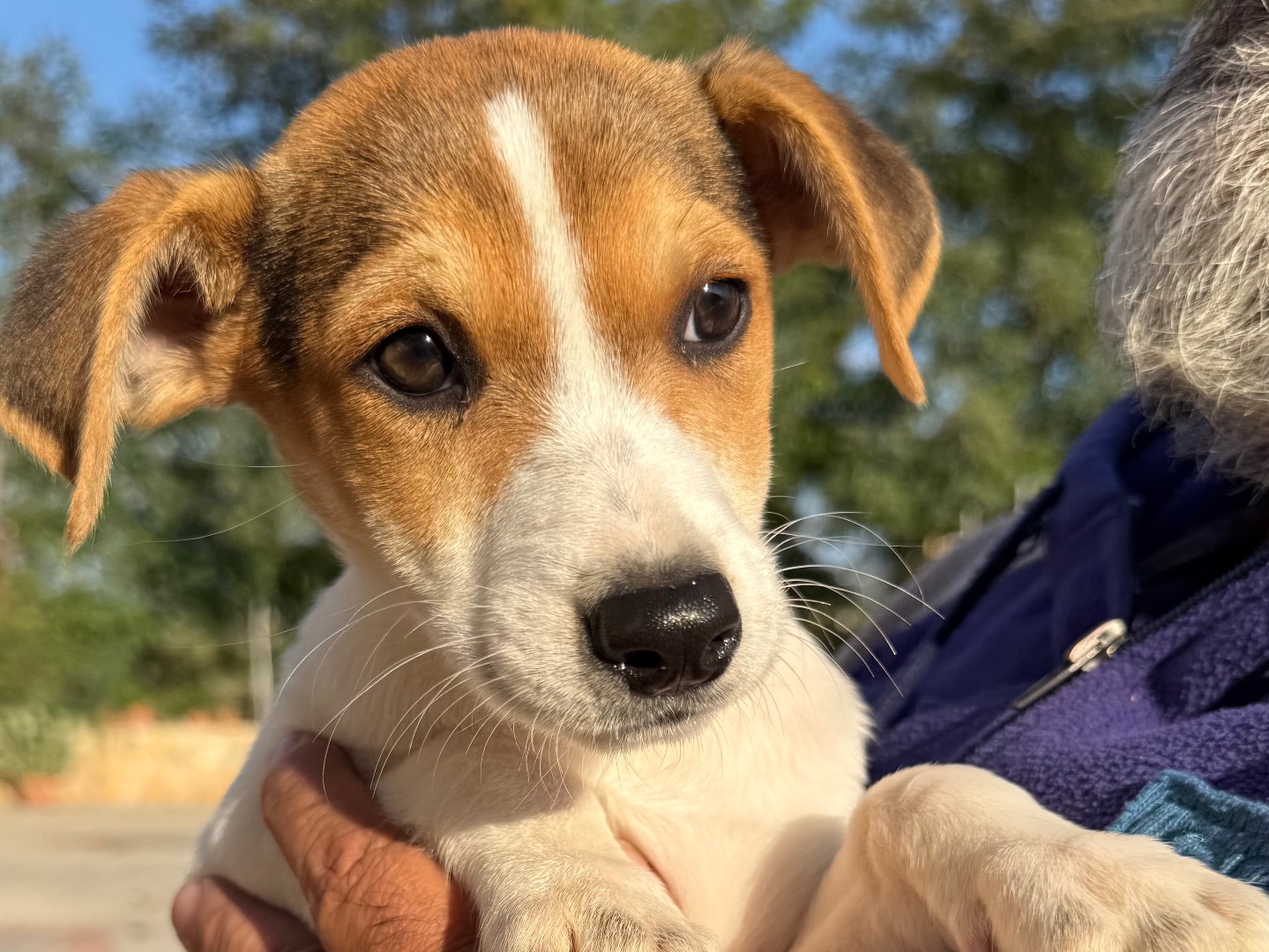 Adotta un cane, femmina, 3 mesi, Matera