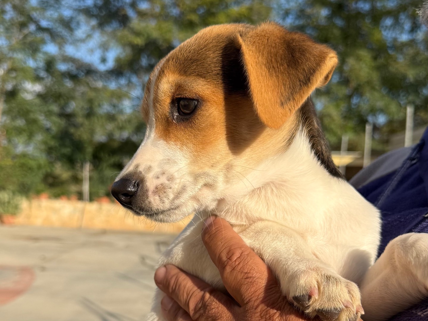 Adotta un cane, taglia media contenuta, femmina, Matera