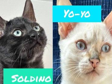 Adozione gatto, maschio, Razza sconosciuta Razza sconosciuta, 4 mesi, taglia non valida, Torino