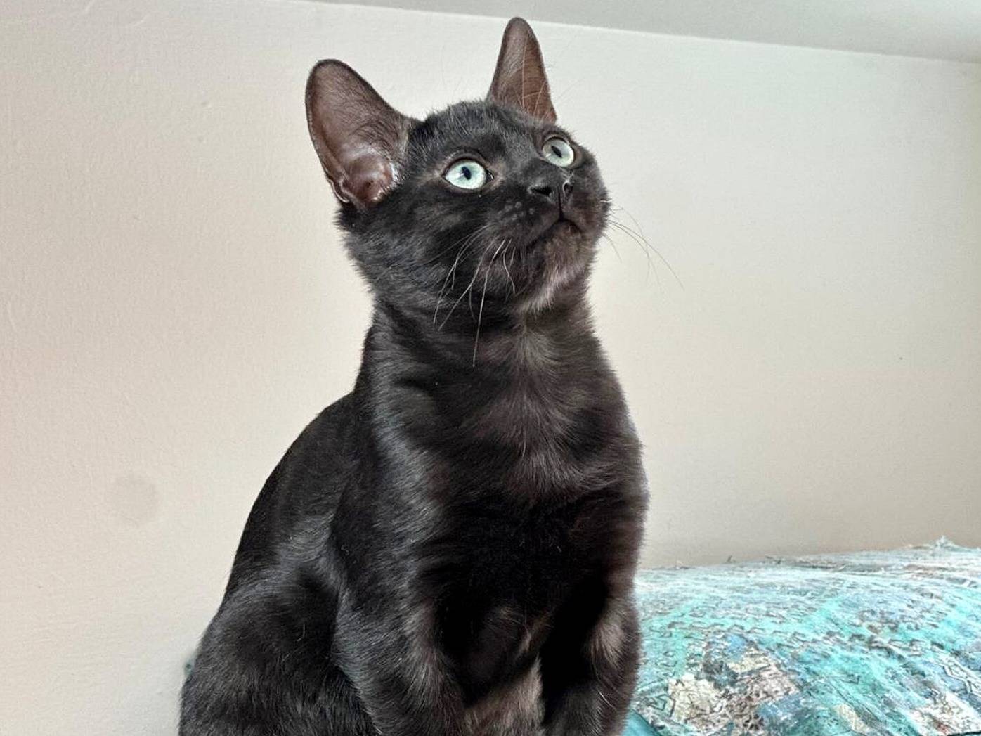 Adotta un gatto, maschio, 4 mesi, Torino